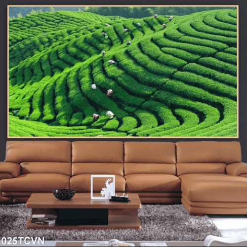 Tranh cánh đồng trà 025TCVN