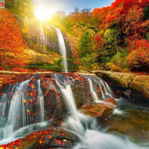 Tranh dán tường khu rừng mùa thu TGTV_TV12529