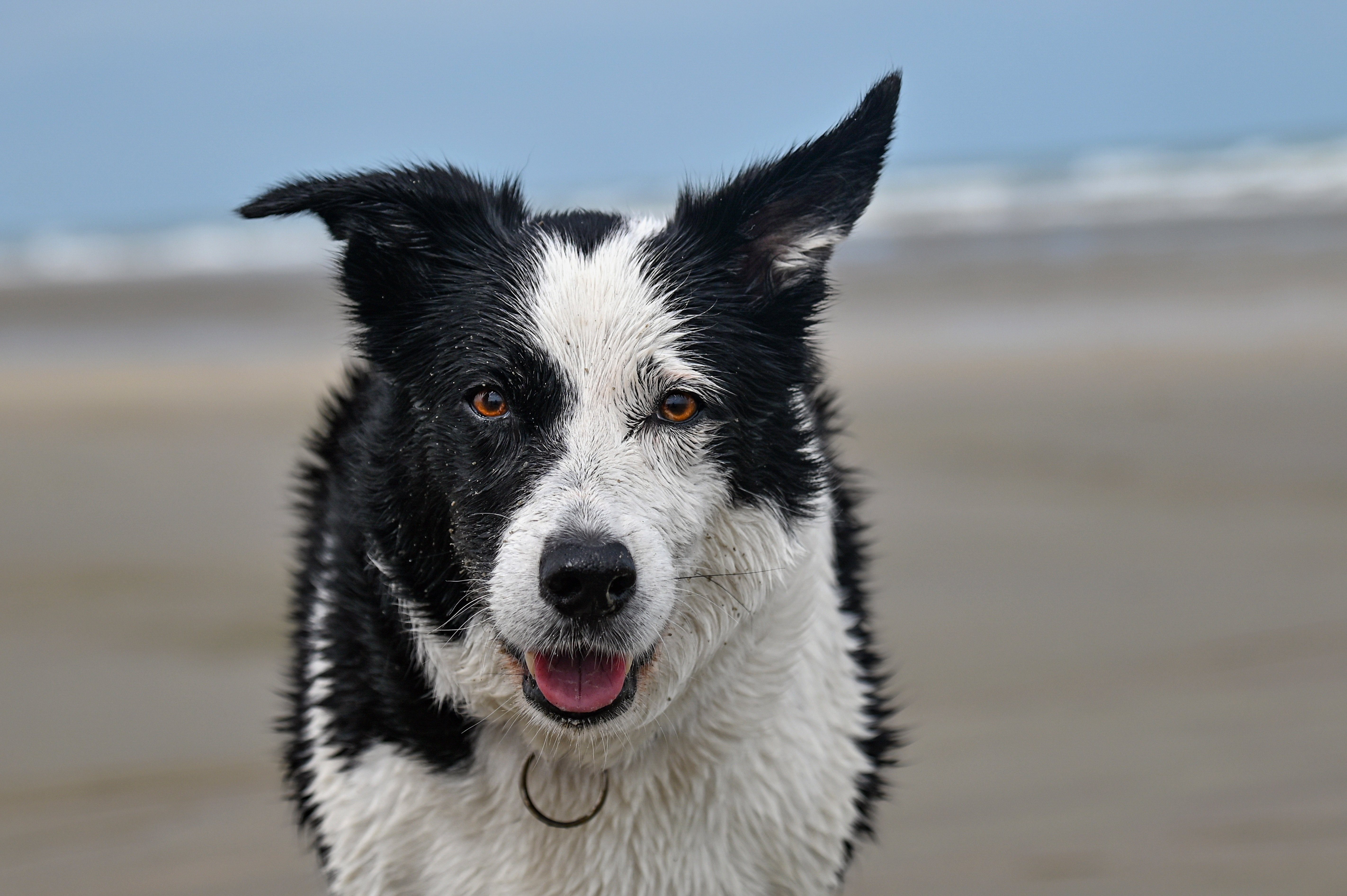 Chân dung một chú chó Border Collie đen trắng nhìn thẳng máy ảnh, nền biển và bãi cát phía sau được làm mờ.