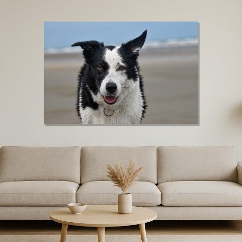 Mockup Chân dung chó Border Collie trên nền biển mờ